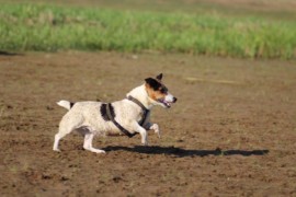 IMG 0813