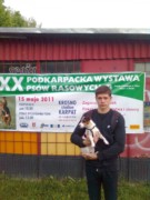 Wystawa Psów Rasowych w Krośnie II