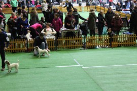 katowice sobota 2016 (17)