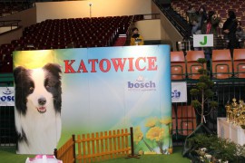 Krajowa Wystawa Psów Rasowych Katowice 2016(sobota)